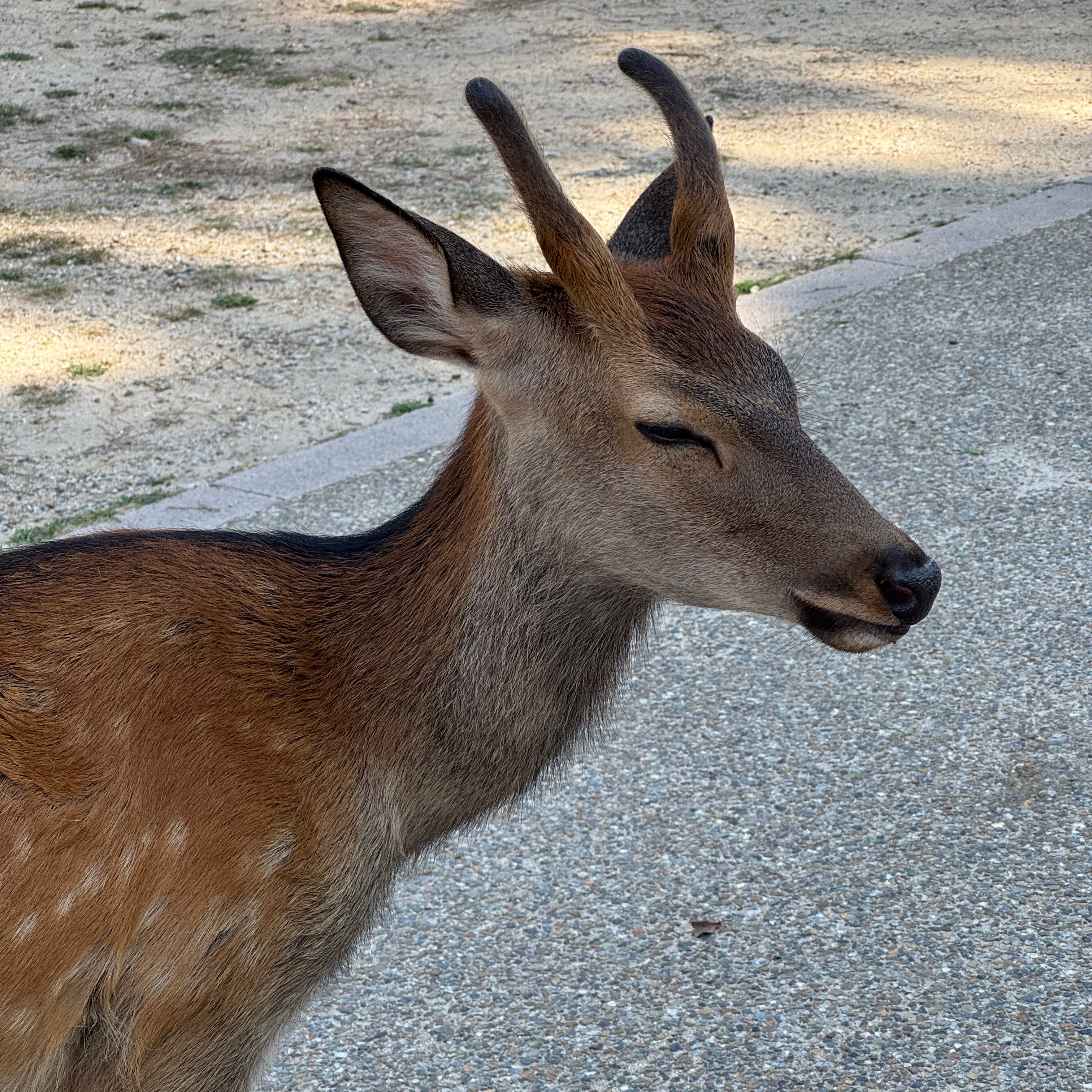 A deer wandering through Nara